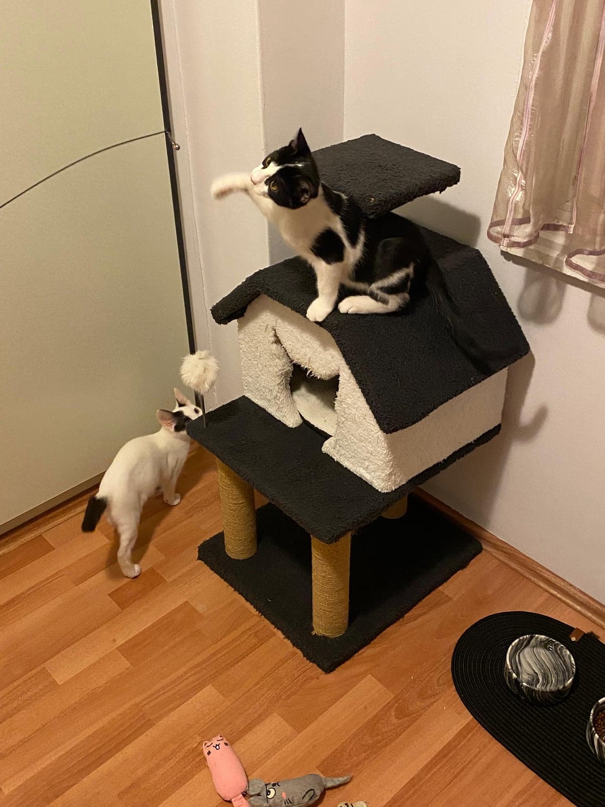 Federico ve Leo Sokak Kedisi Kedi, İzmir