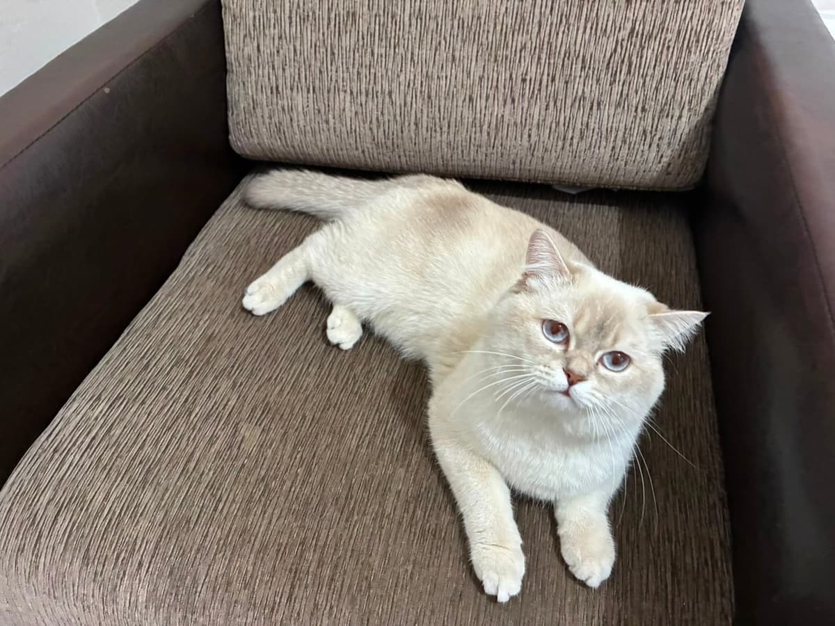 Latte British Shorthair Kedi, İzmir