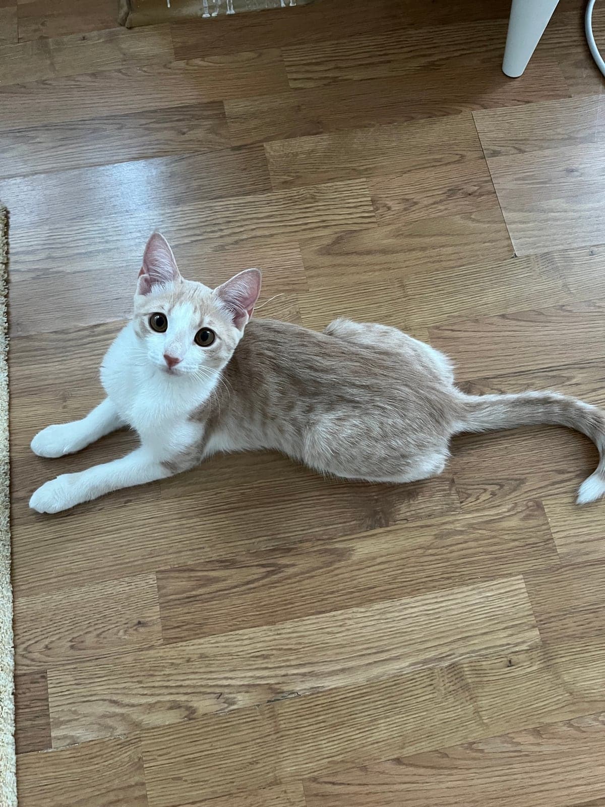Milo Bilmiyorum Kedi, Bursa