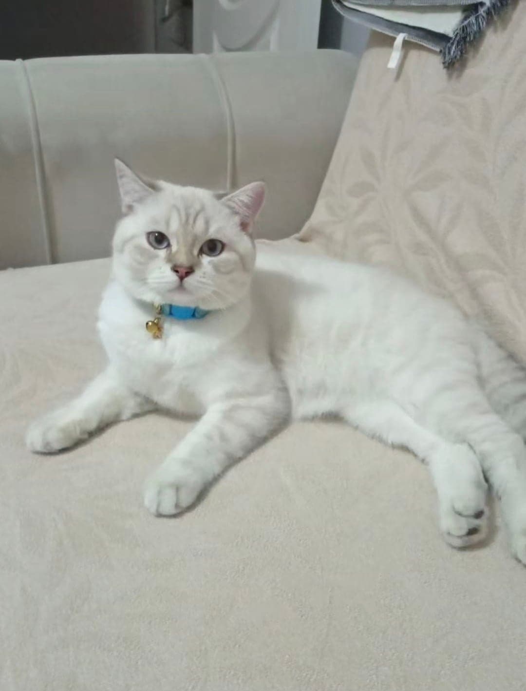 Pati British Shorthair Kedi, İstanbul