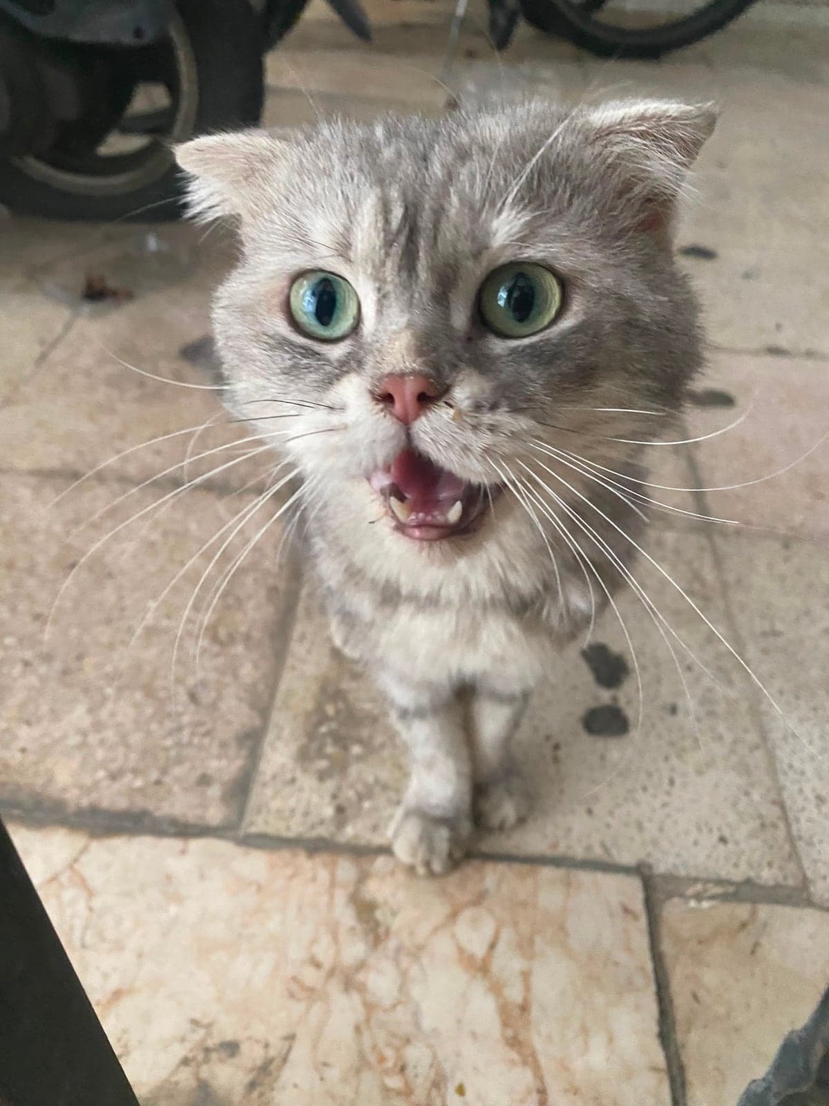 Sahipsiz British Shorthair Kedi, Antalya