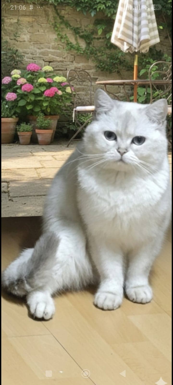 Pamuk British Shorthair Kedi, Ankara