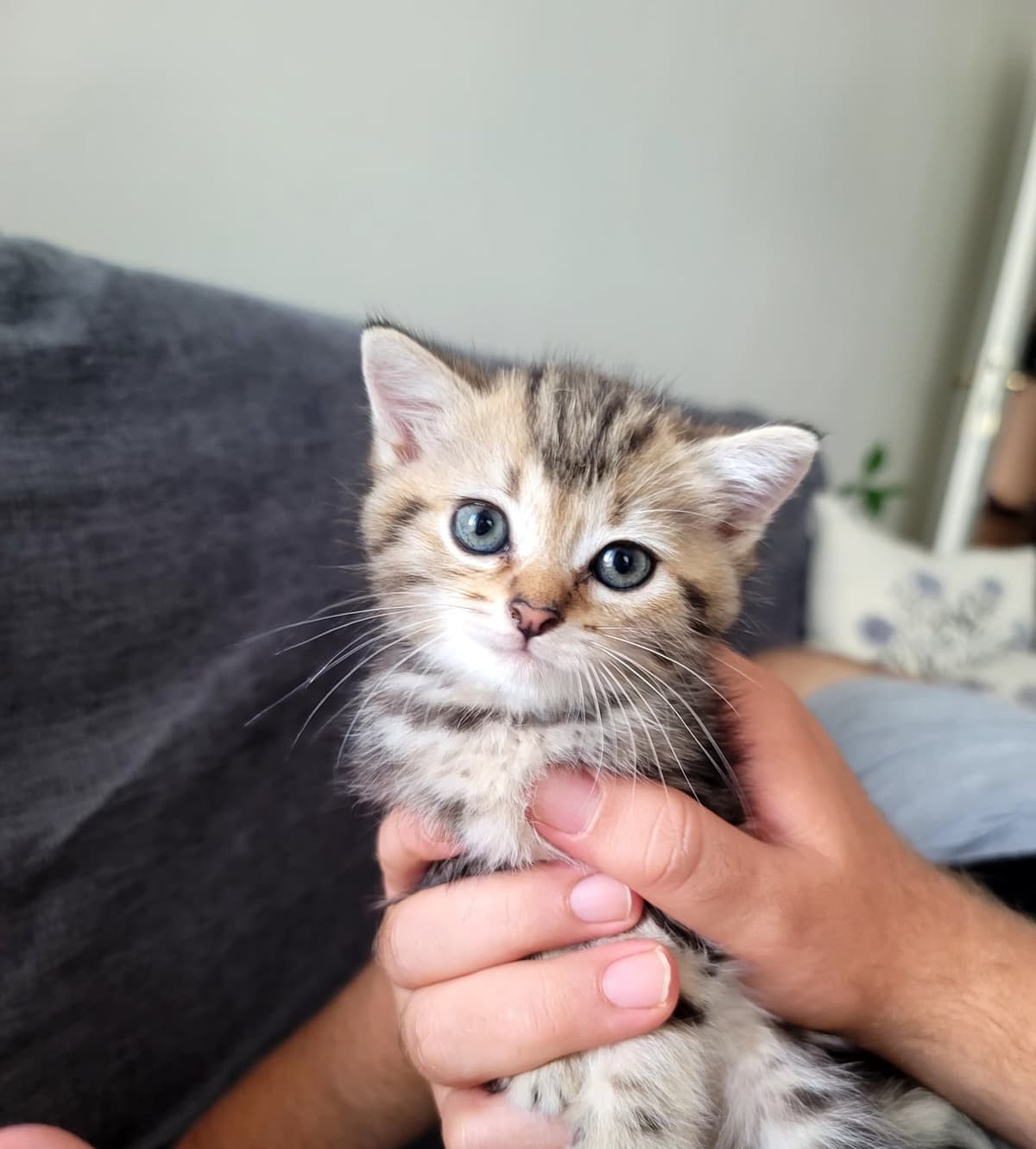 Mino Melez Kedi, İstanbul