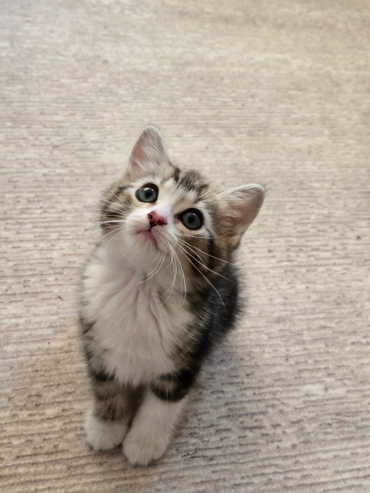 Boncuk Melez Kedi, İstanbul