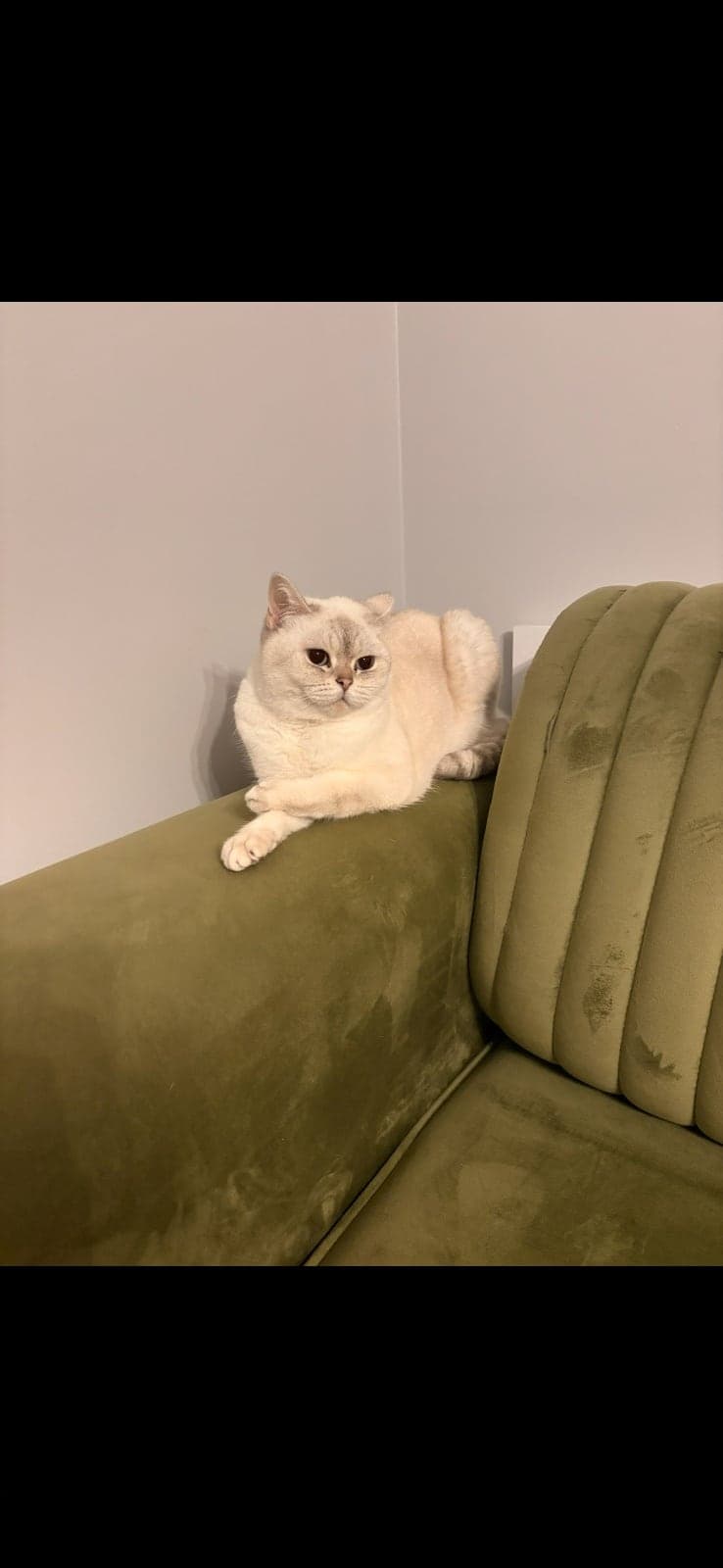 Pixi ve desi British Shorthair Kedi, İstanbul