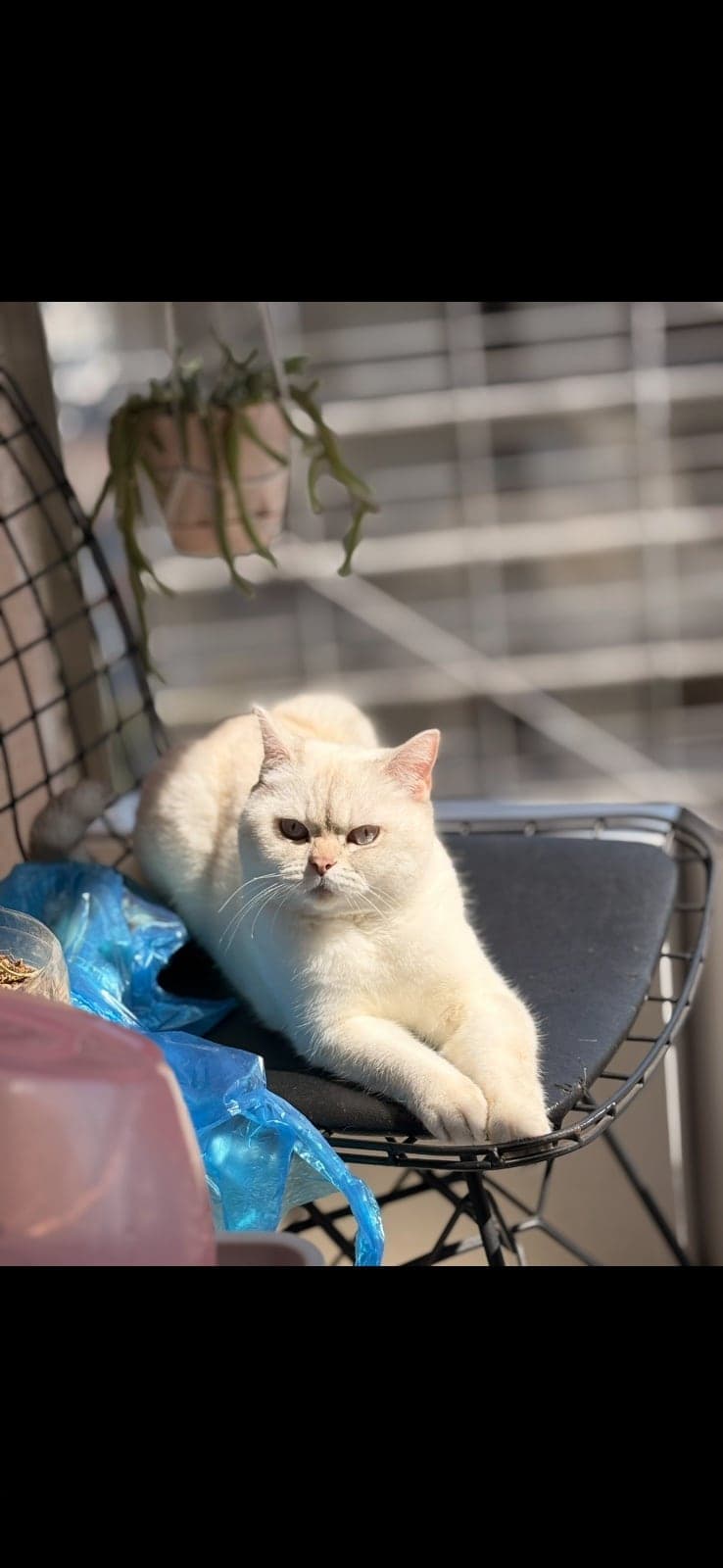 Desi Scottish Straight Kedi, İstanbul
