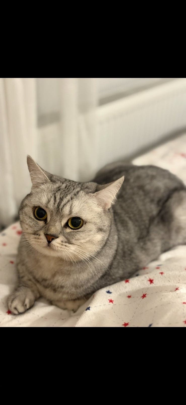 Pixi British Shorthair Kedi, İstanbul