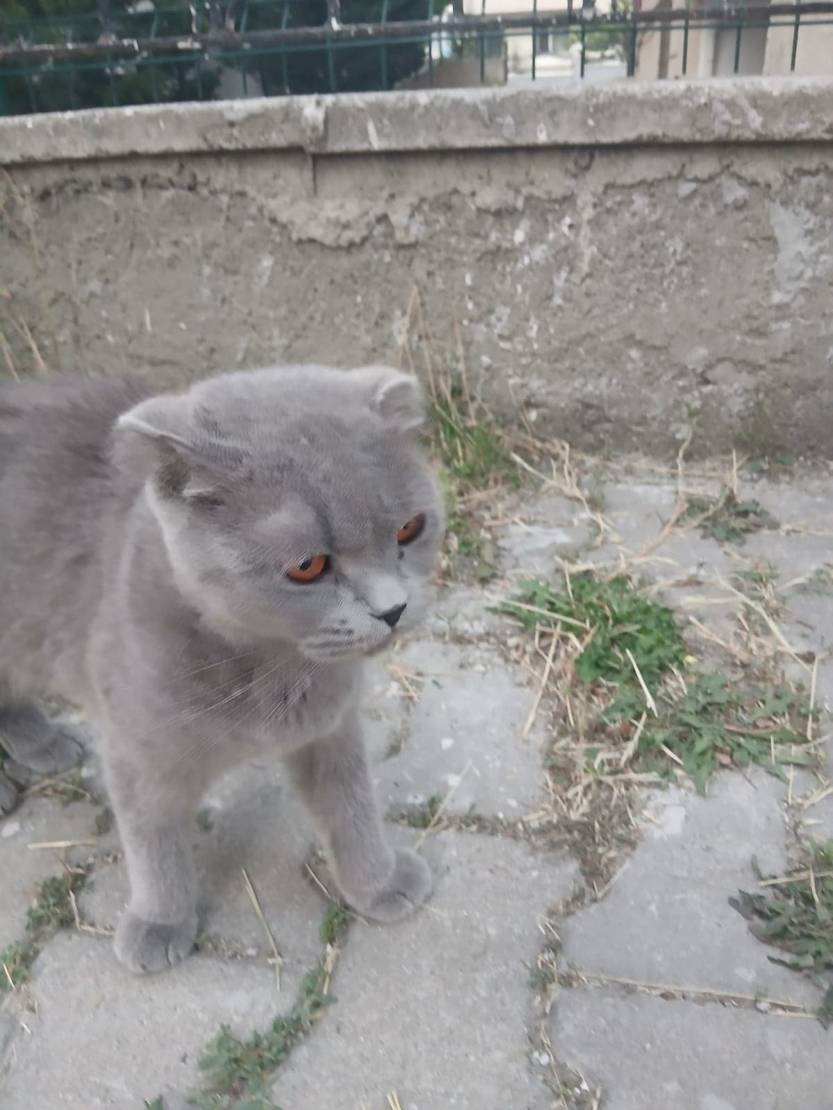 Britis British Shorthair Kedi, Ankara