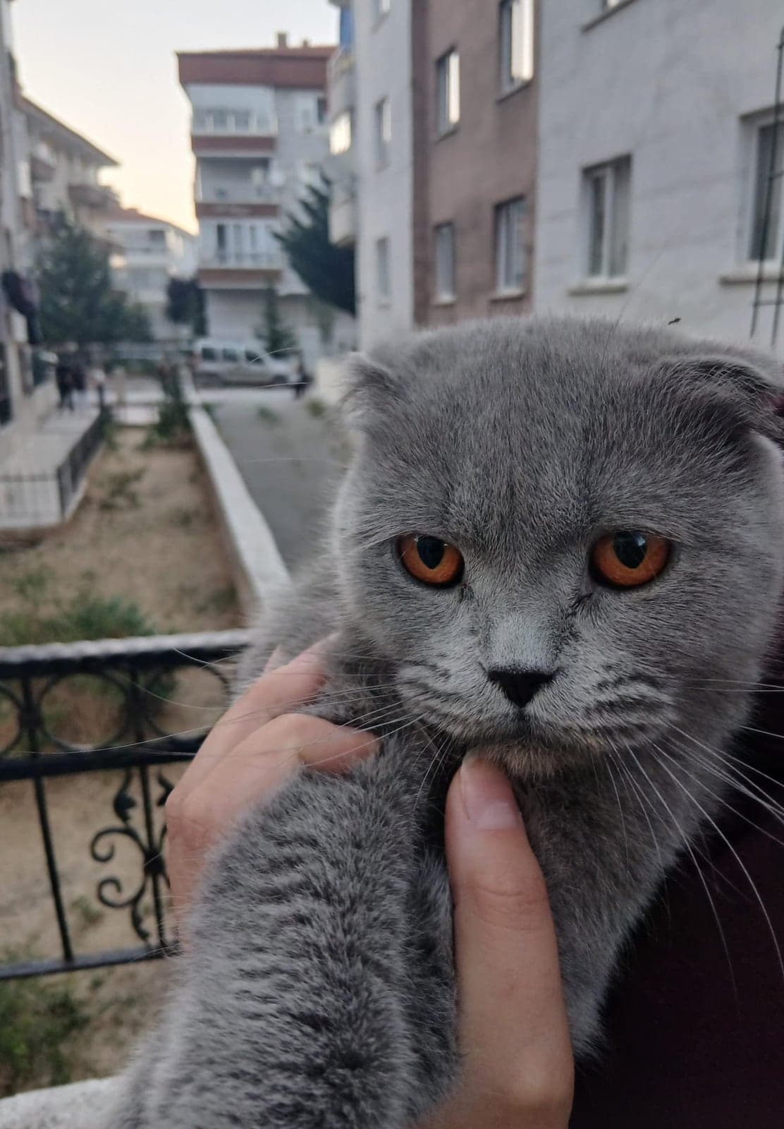 Britis British Shorthair Kedi, Ankara
