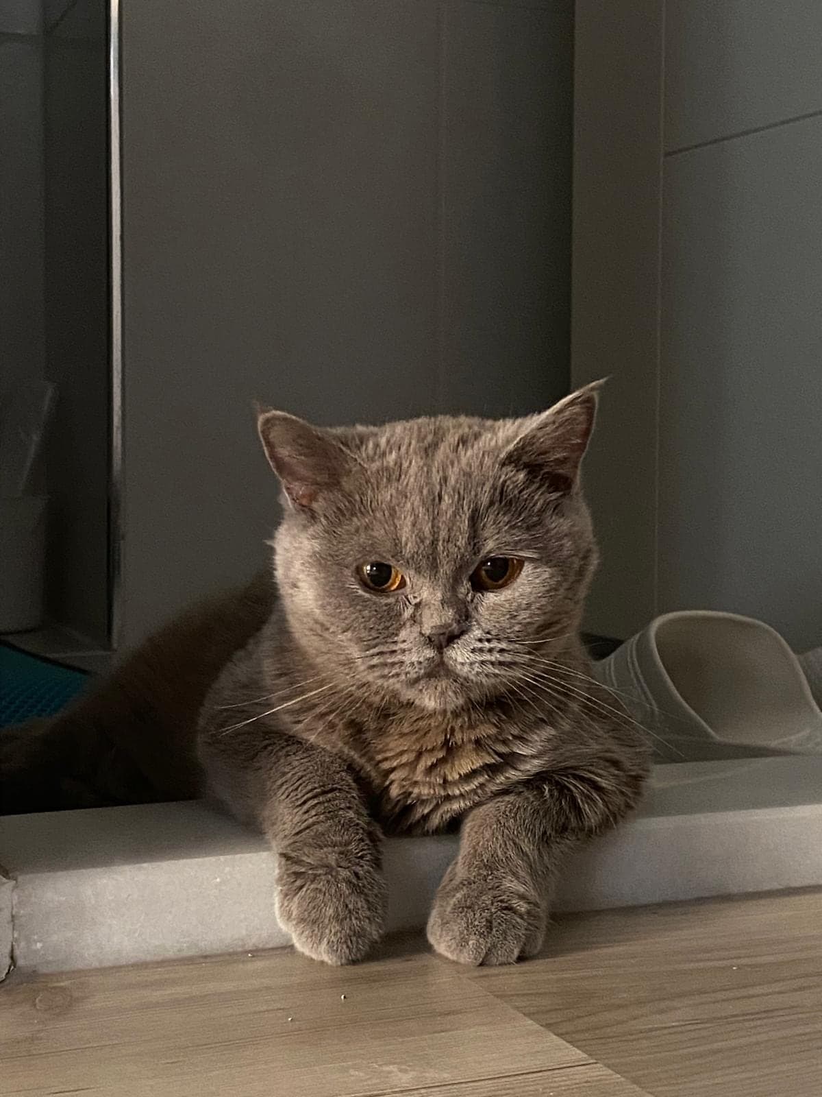 Fiona British Shorthair Kedi, Eskişehir