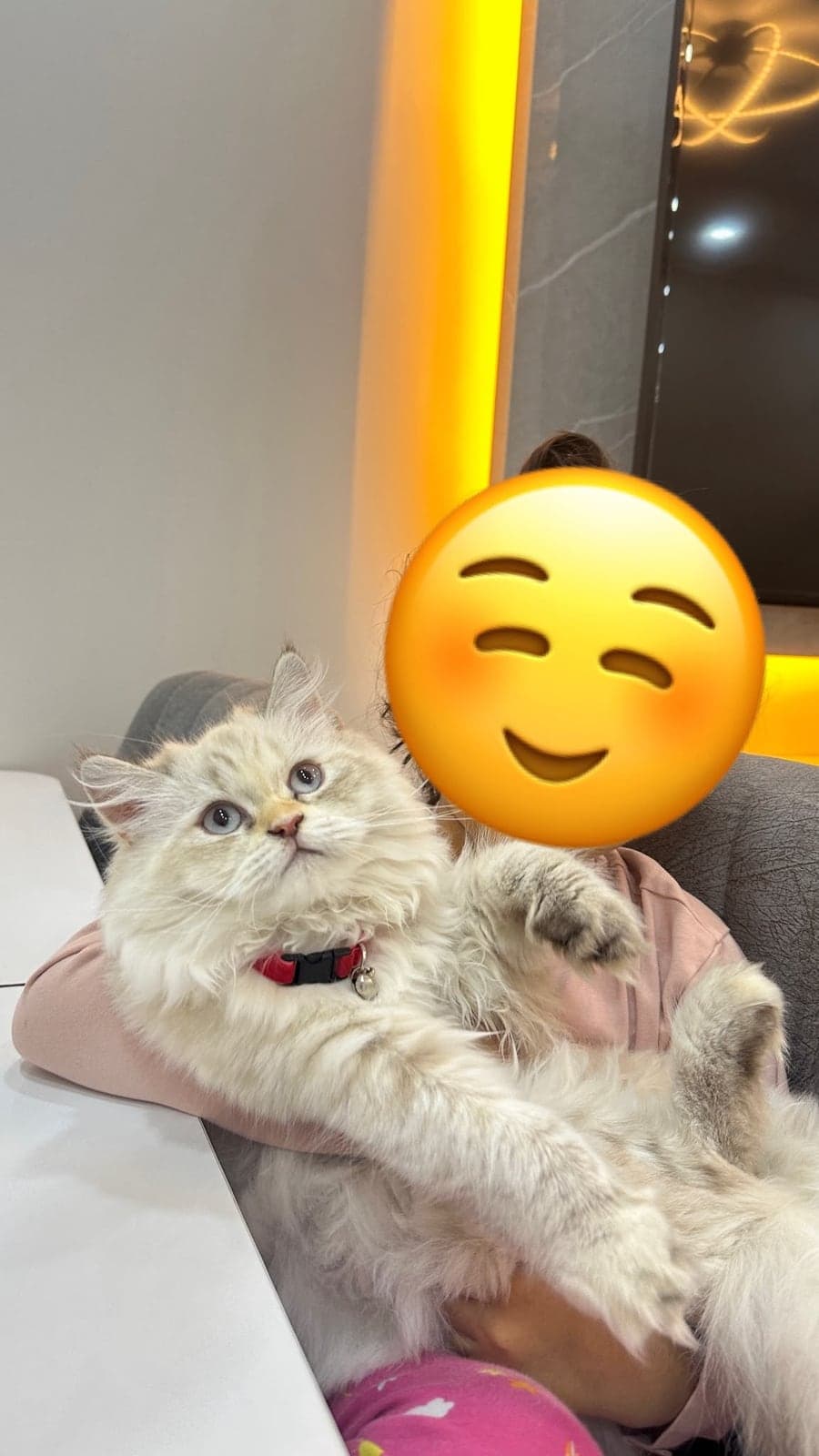 Pamuk British Longhair Kedi, İstanbul