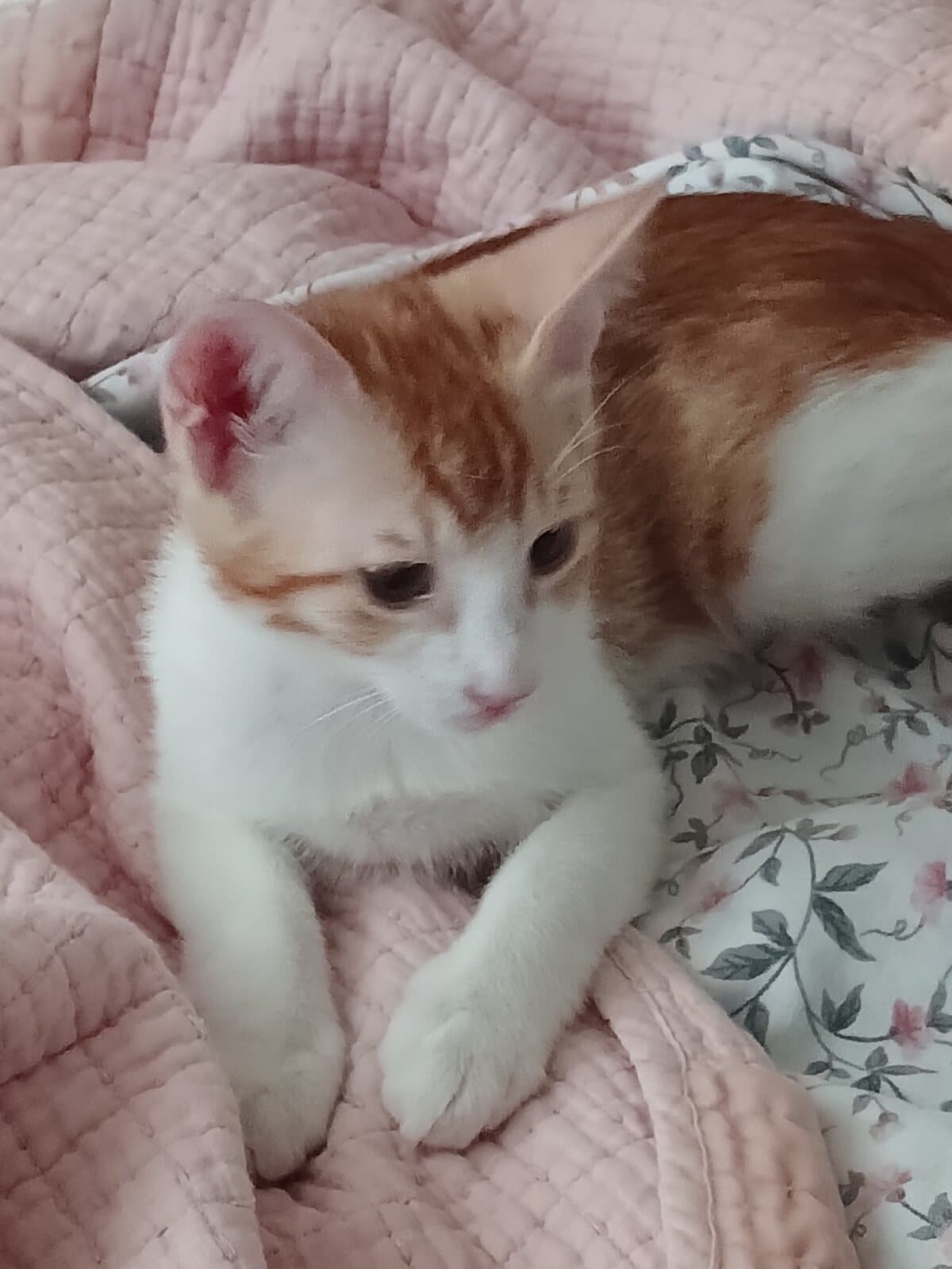 Lili Tekir Kedi, Adana