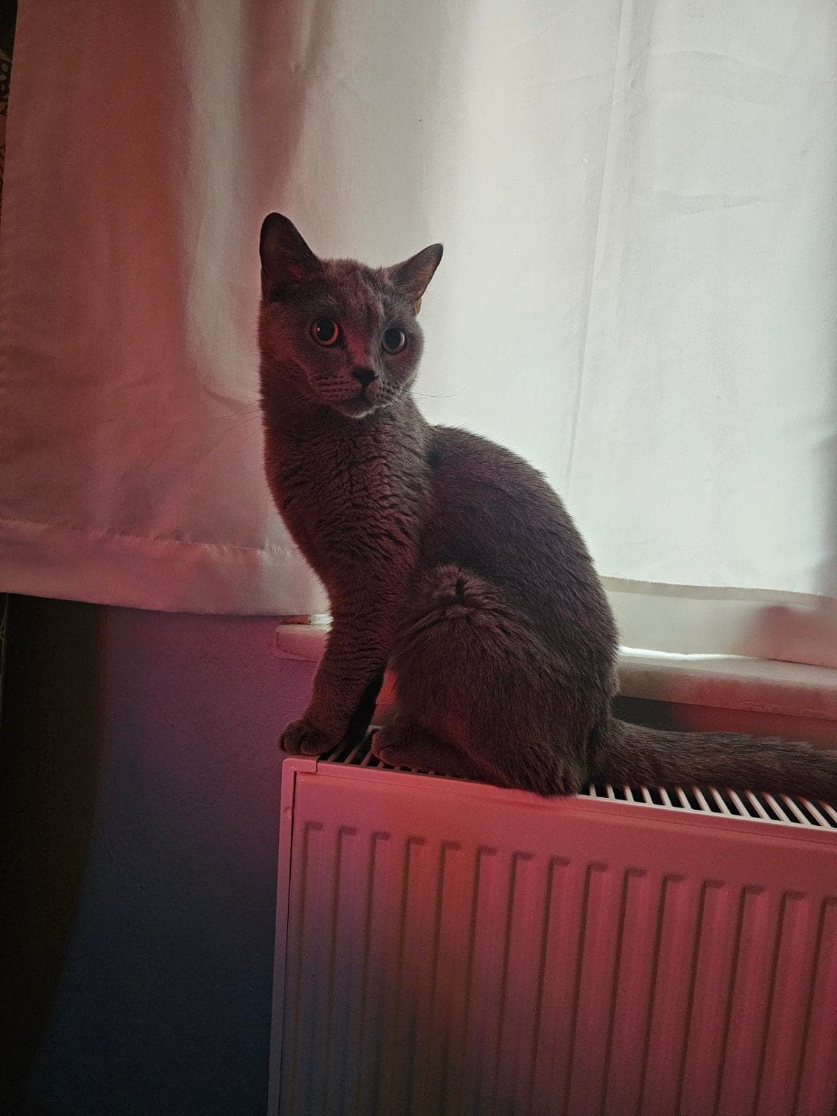 Rosa British Longhair Kedi, Samsun