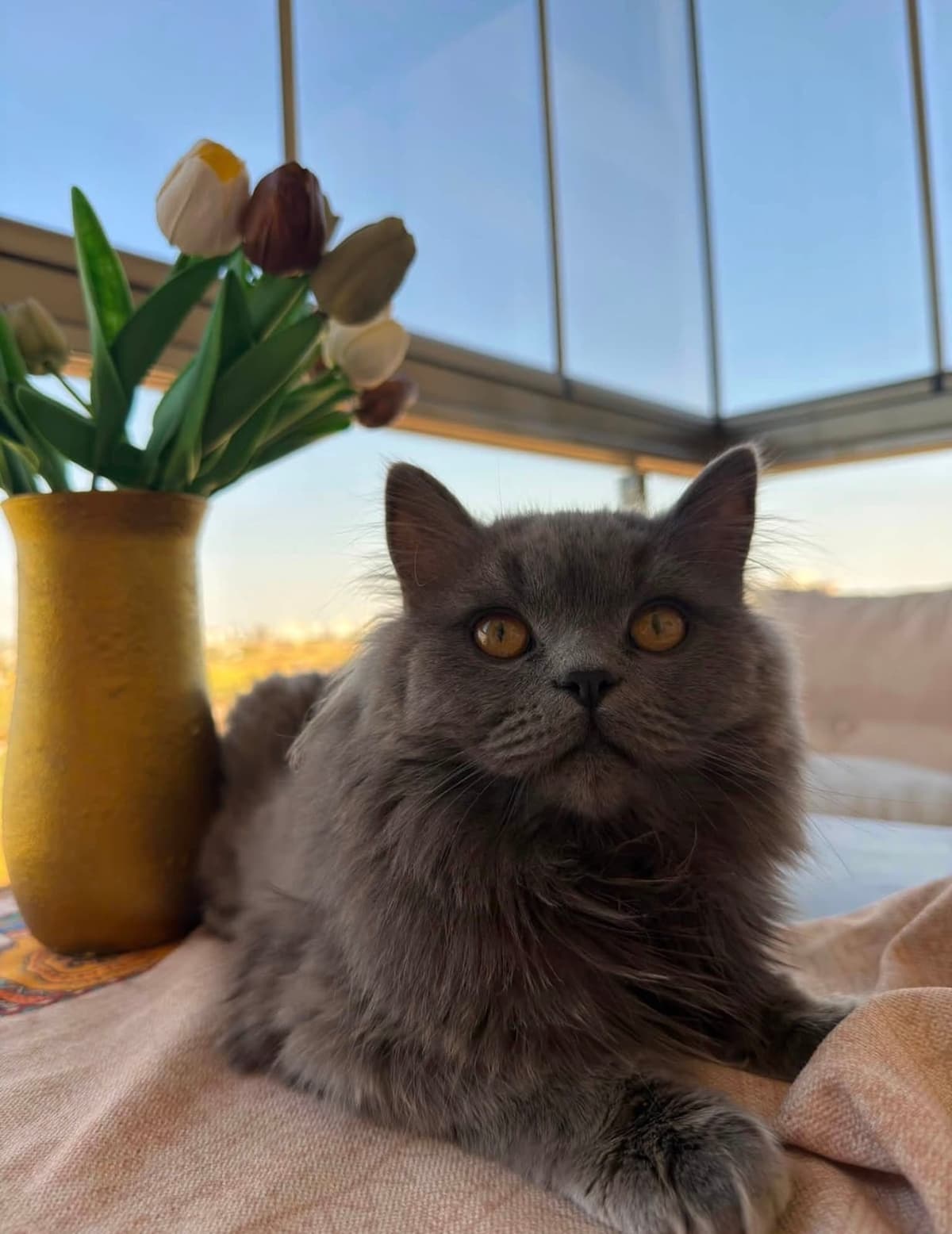 Bıdık British Longhair Kedi, Diyarbakır