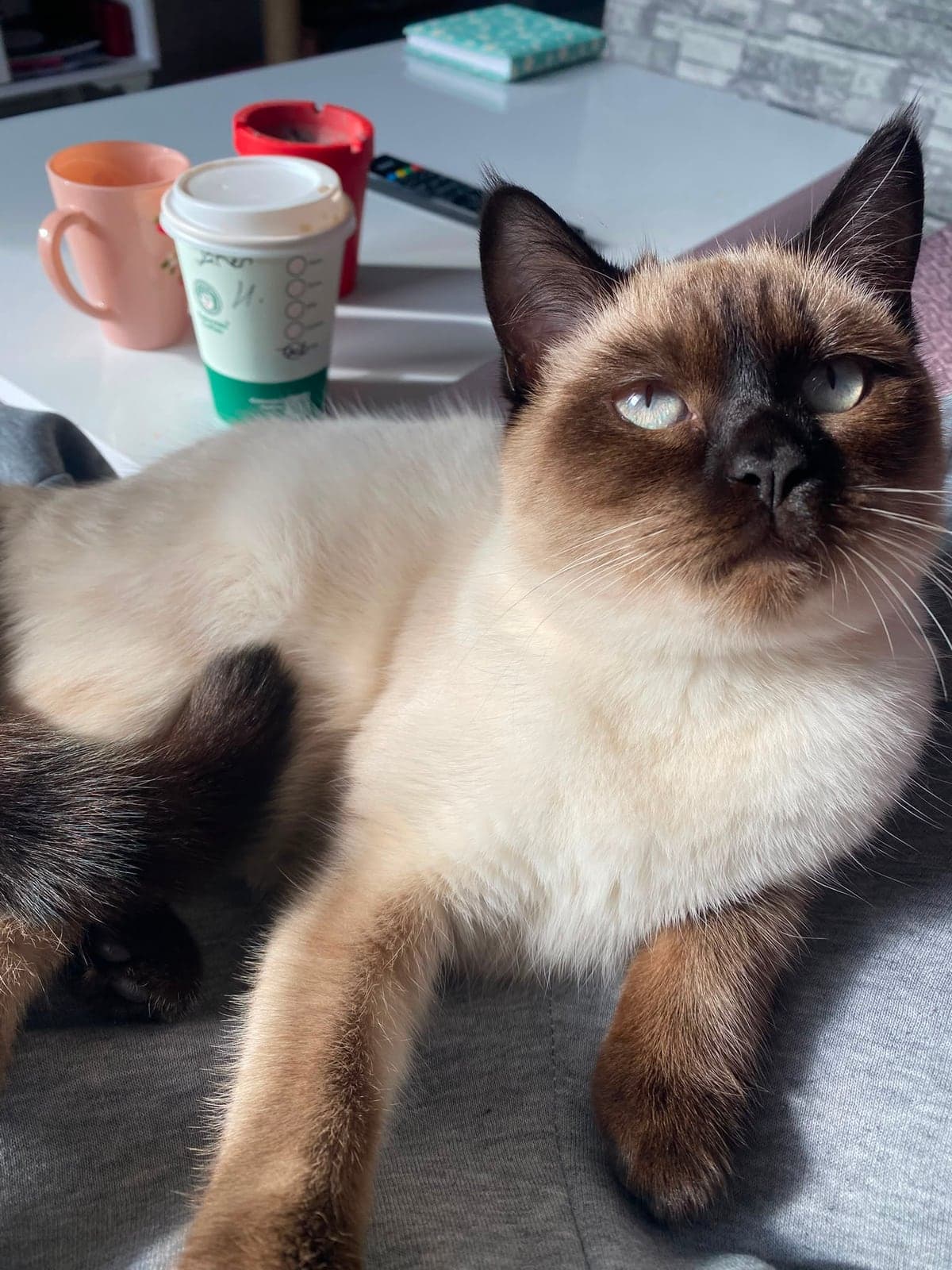 Nünüş Siyam Kedisi Kedi, Bursa