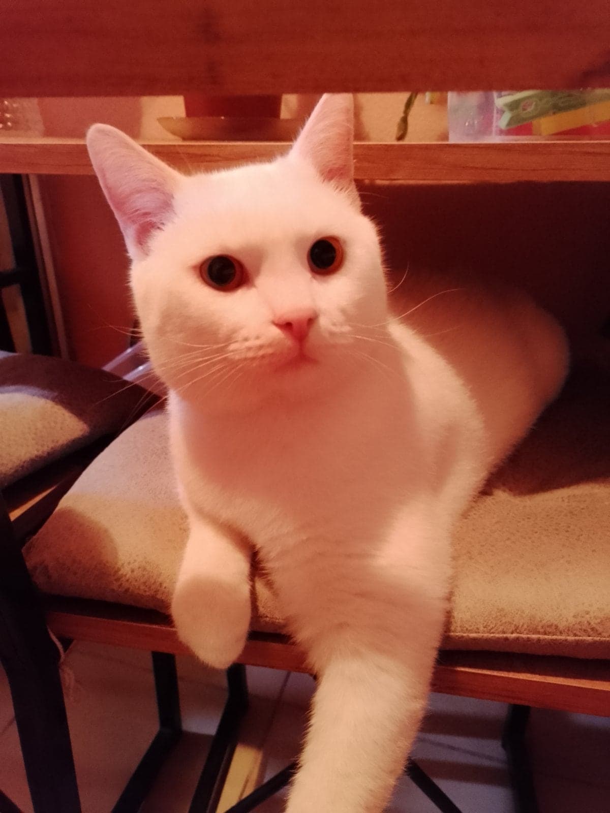 Milkiy Bilmiyorum Kedi, Ankara