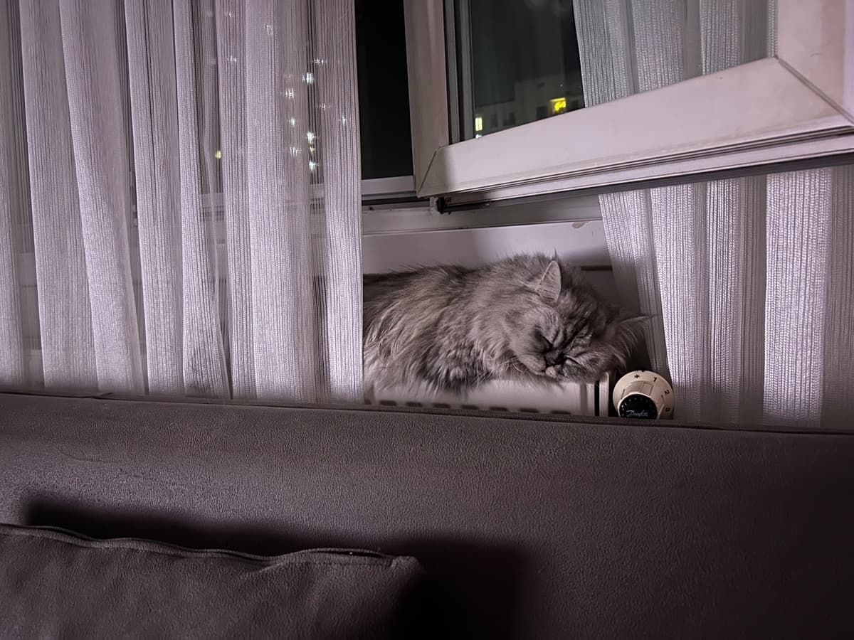 Candy Persian Kedi, İstanbul