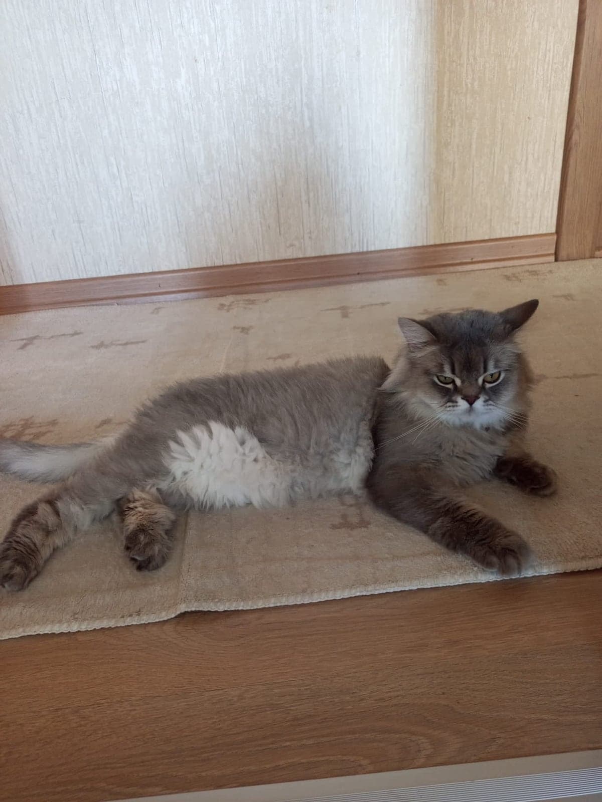 Kral chincilla kedi Melez Kedi, Bursa