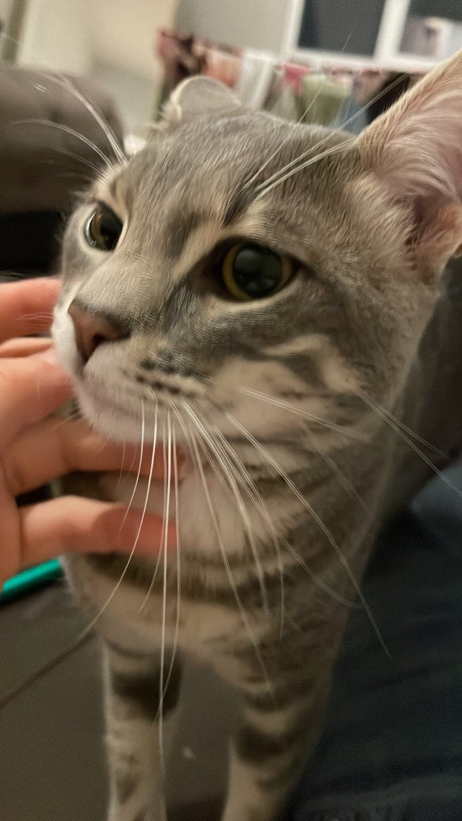 Simsim Bilmiyorum Kedi, İstanbul