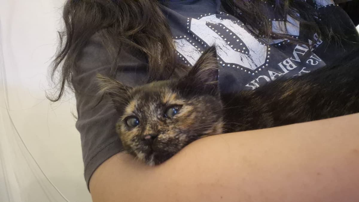 Karamel Bilmiyorum Kedi, Ankara