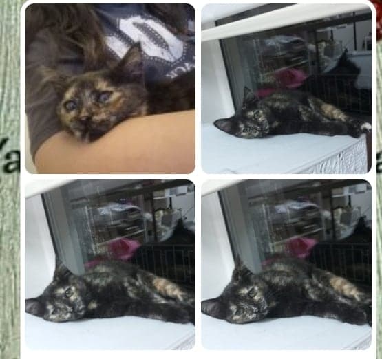 Karamel Bilmiyorum Kedi, Ankara