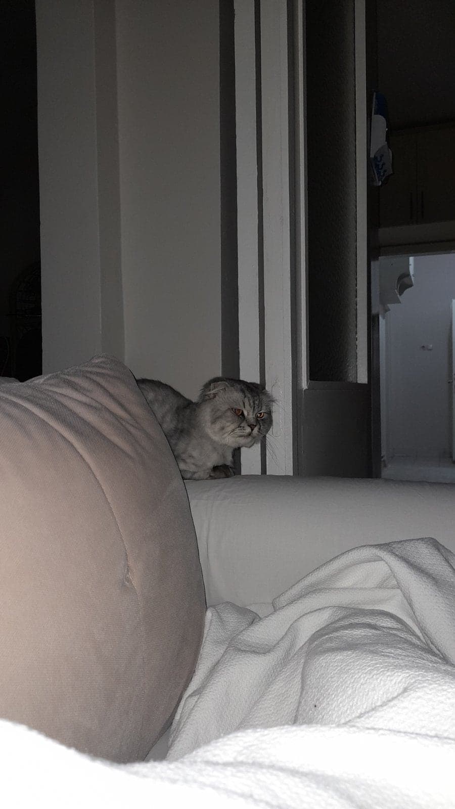 Zoro British Shorthair Kedi, Ankara