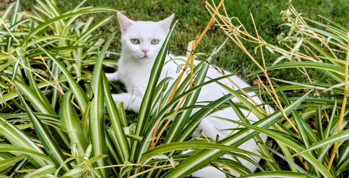 Pamuk Melez Kedi, Antalya