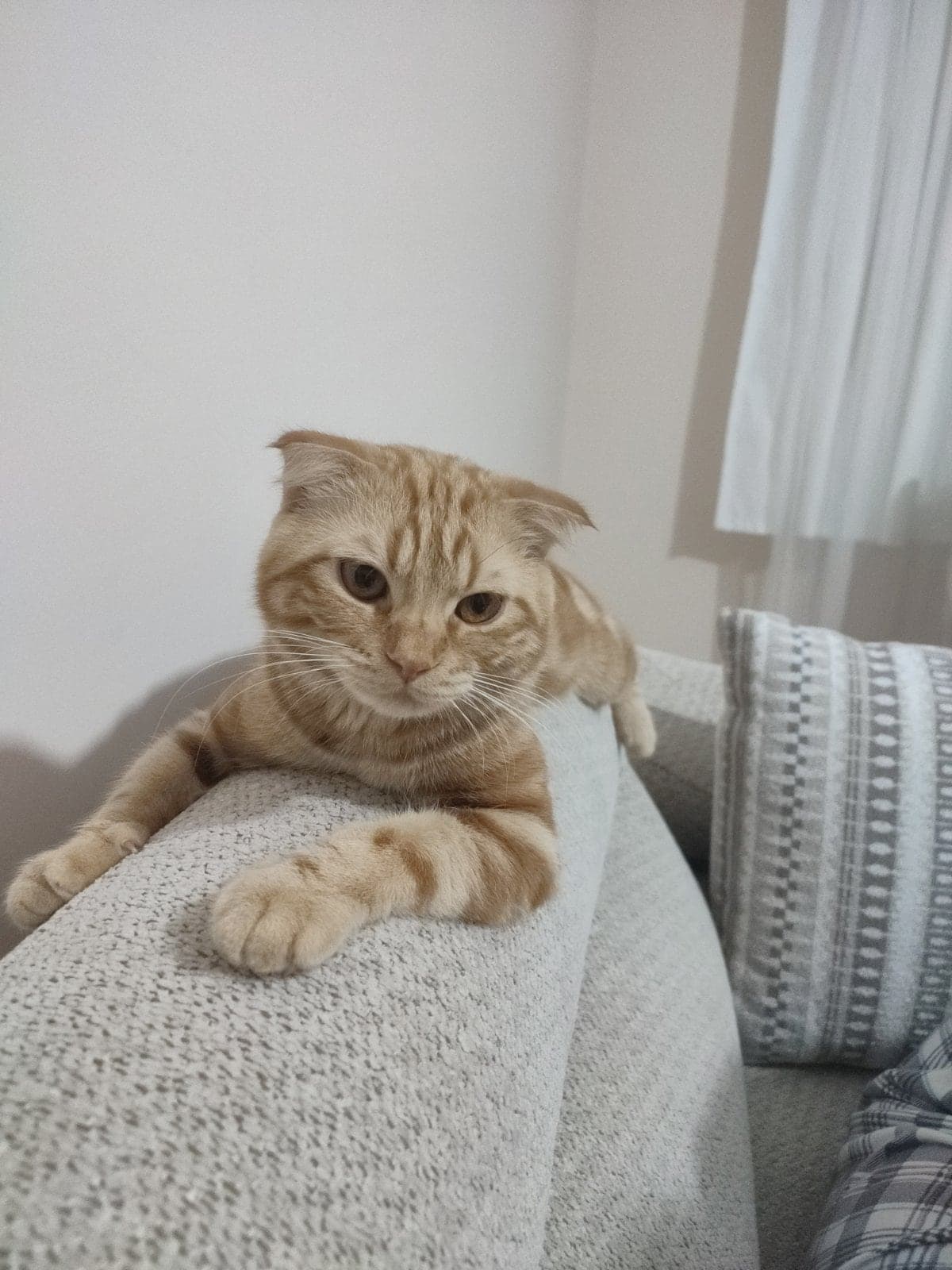 Sonic Scottish Fold Kedi, Ankara