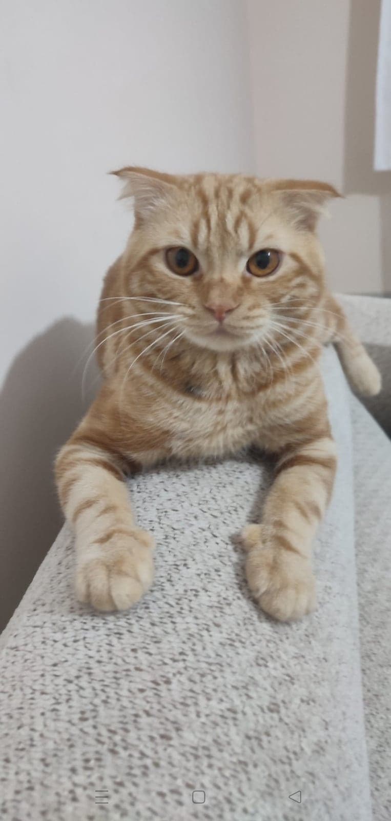 Sonic Scottish Fold Kedi, Ankara