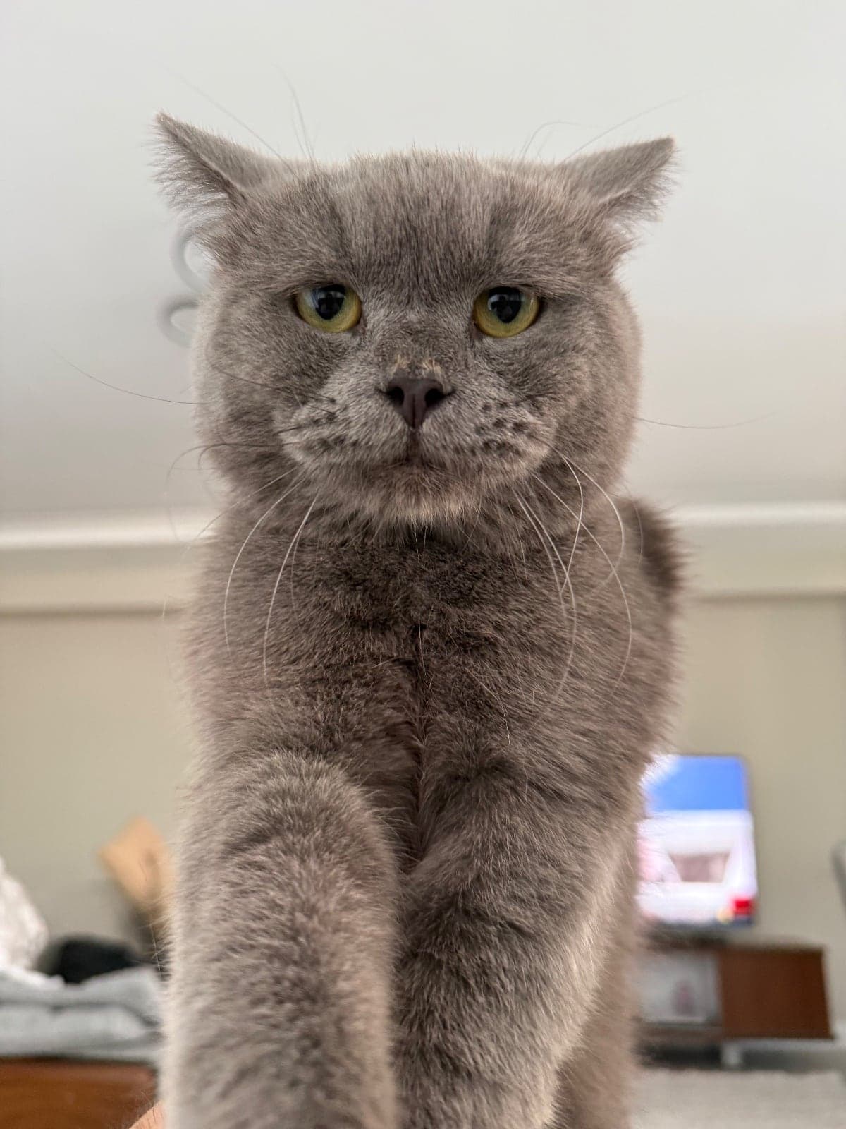 Milo British Shorthair Kedi, Muğla