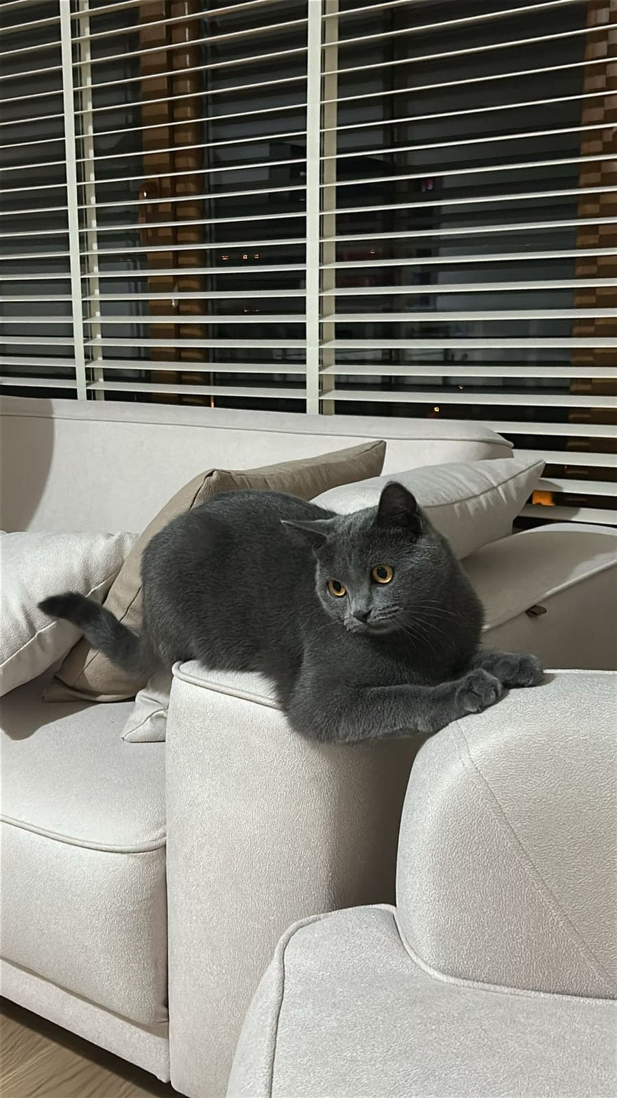 Fındık British Shorthair Kedi, Diyarbakır