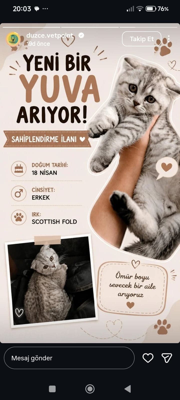 Duman (Dumiş) Scottish Fold Kedi, Düzce