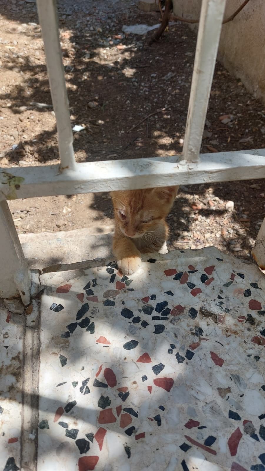 Minnoş Sokak Kedisi Kedi, İzmir