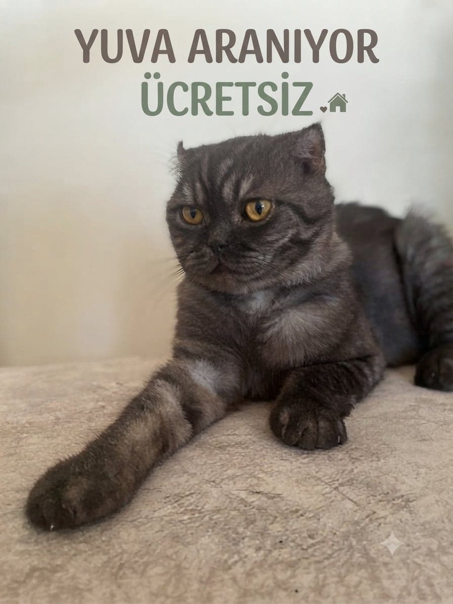 ASLAN Scottish Straight Kedi, Şanlıurfa