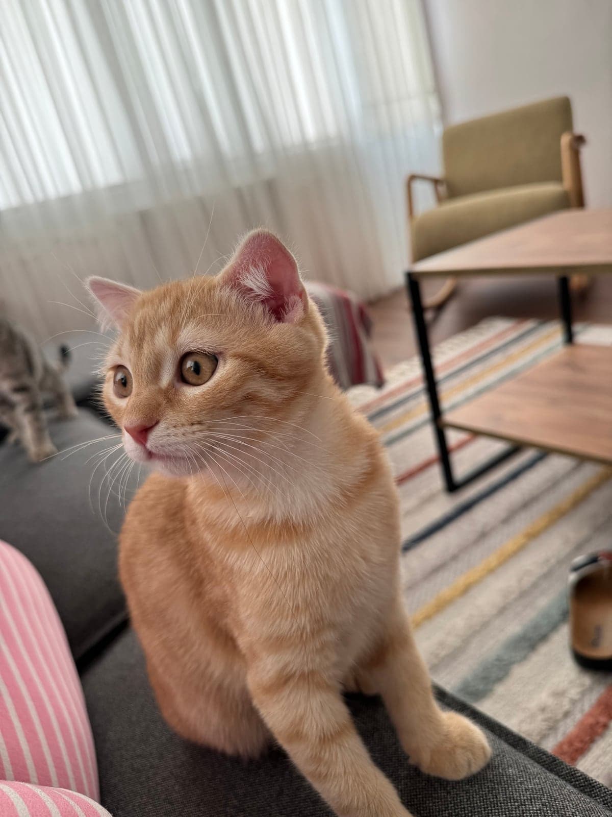Aslan (temsilen) Bilmiyorum Kedi, Bursa