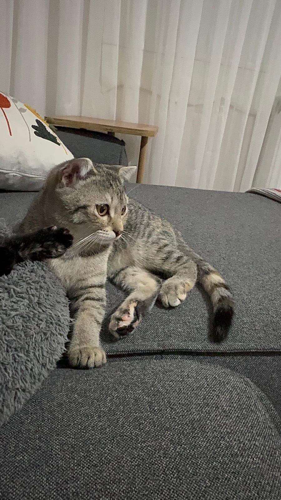 Çamur(temsili) Bilmiyorum Kedi, Bursa