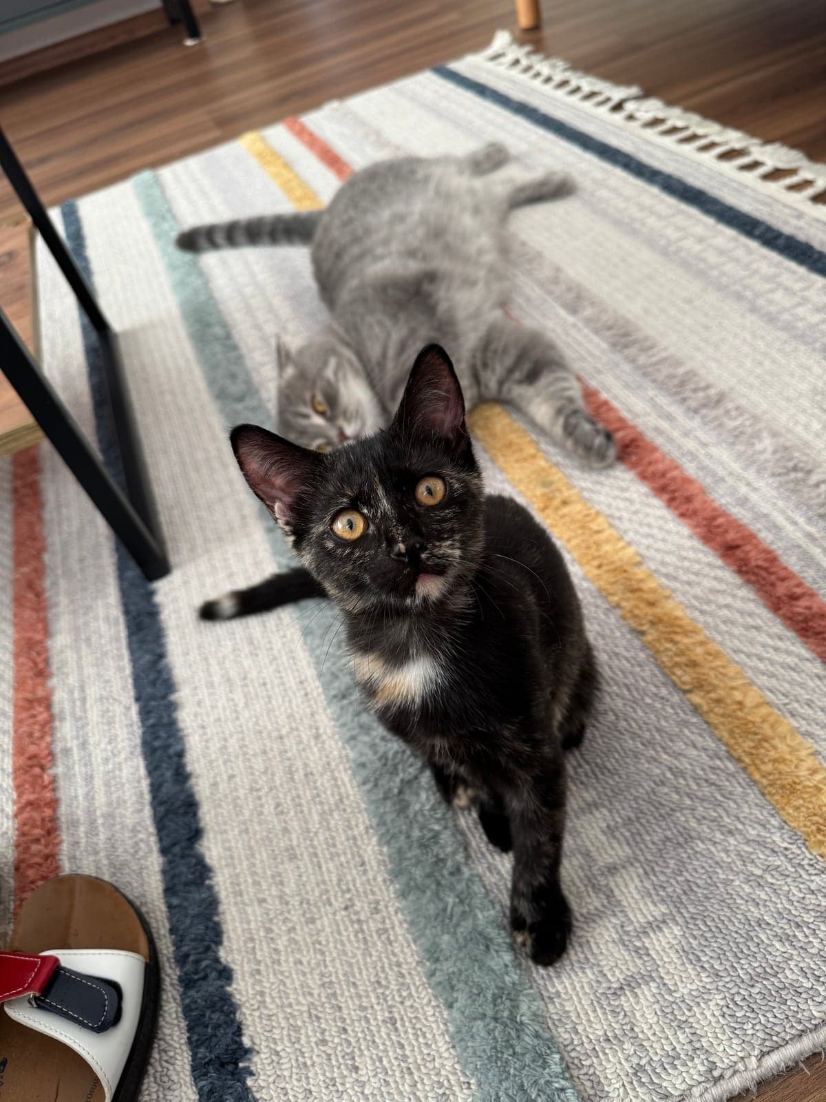 Mercimek (temsili) Bilmiyorum Kedi, Bursa