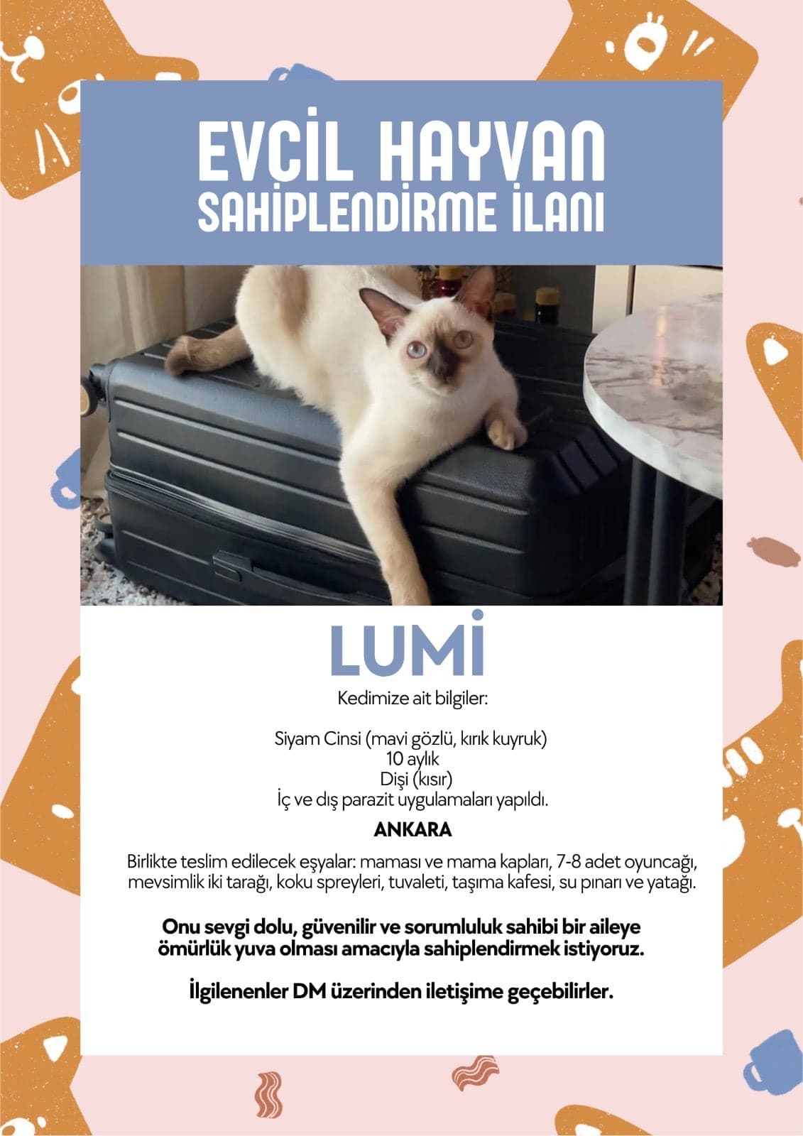 Lumi Siyam Kedisi Kedi, Ankara