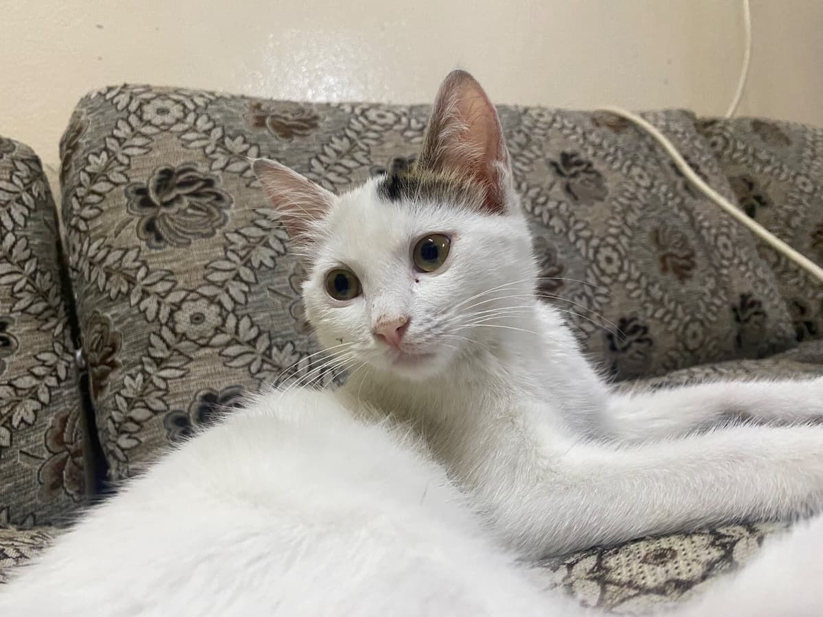şeker Sokak Kedisi Kedi, Gaziantep