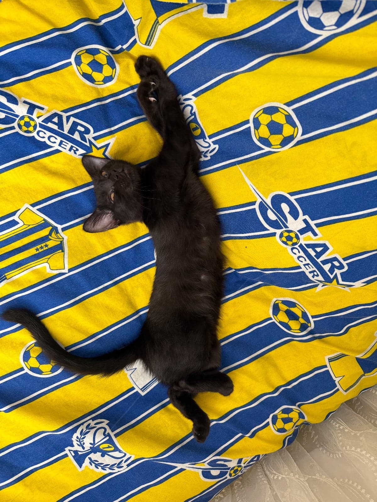 Doğduklarından beri evde olduğu için isim düşünmedik Tekir Kedi, Antalya