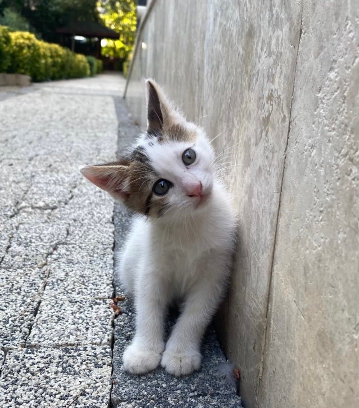 Piko Sokak Kedisi Kedi, İstanbul