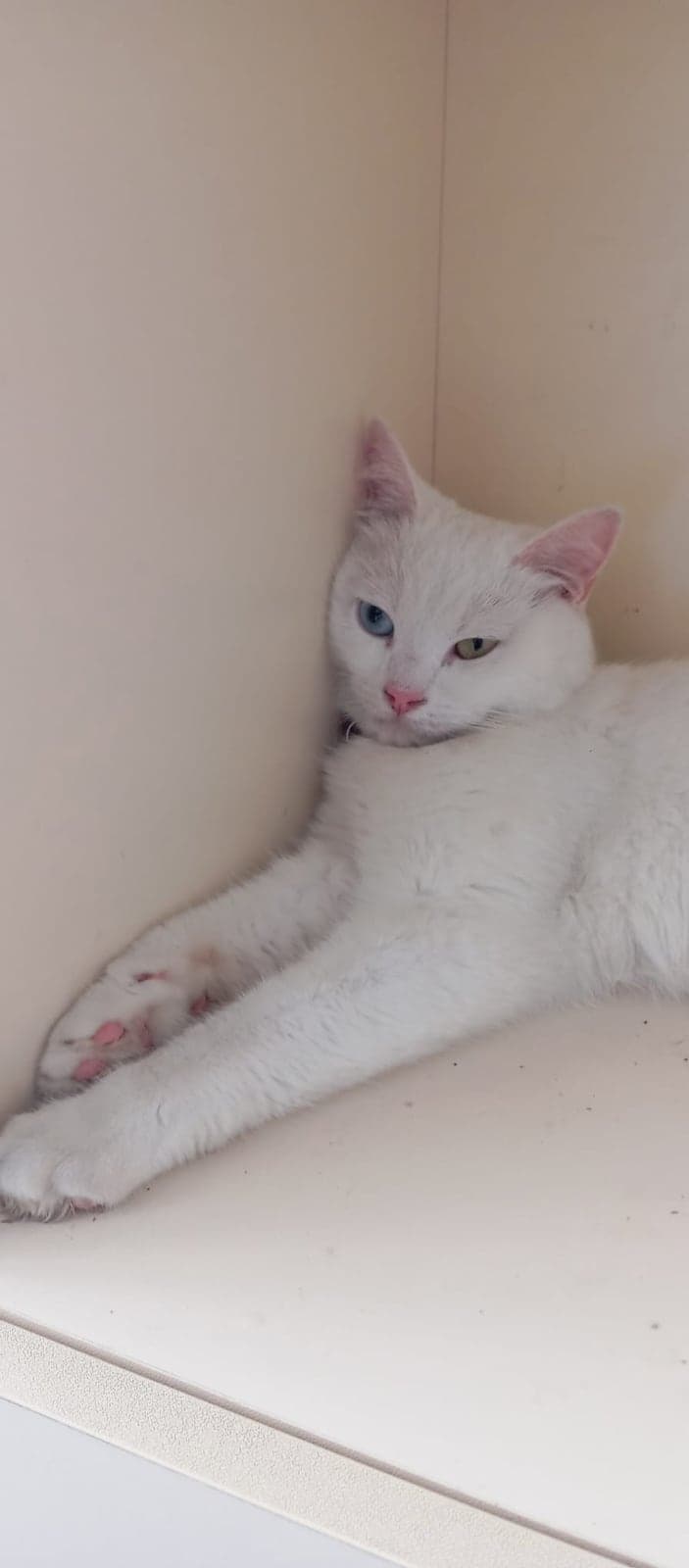 Peri Van Kedisi Kedi, İstanbul