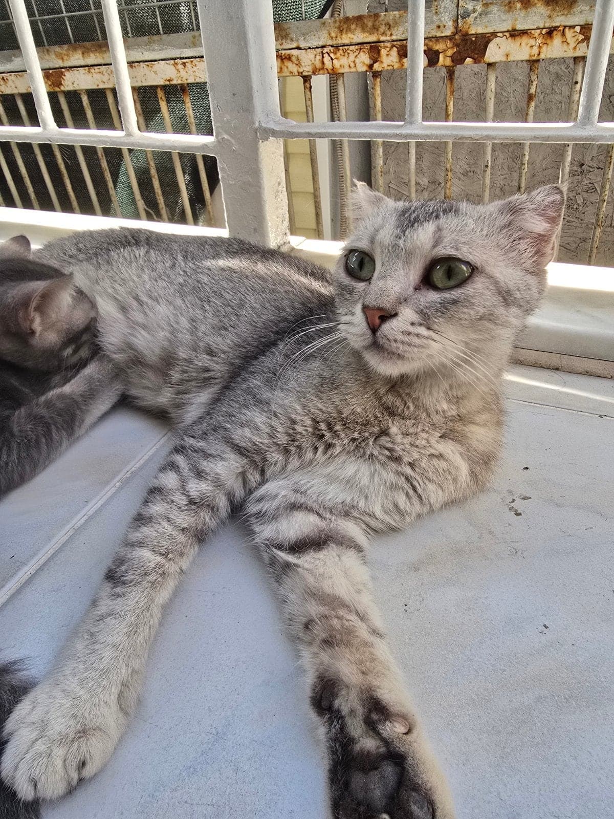 Kedi Melez Kedi, İzmir