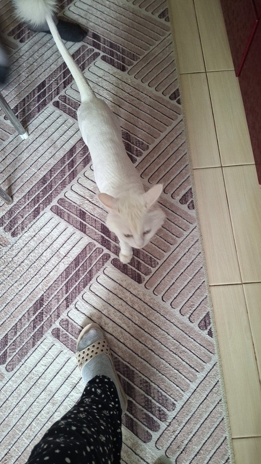 Lokum Van Kedisi Kedi, İzmir