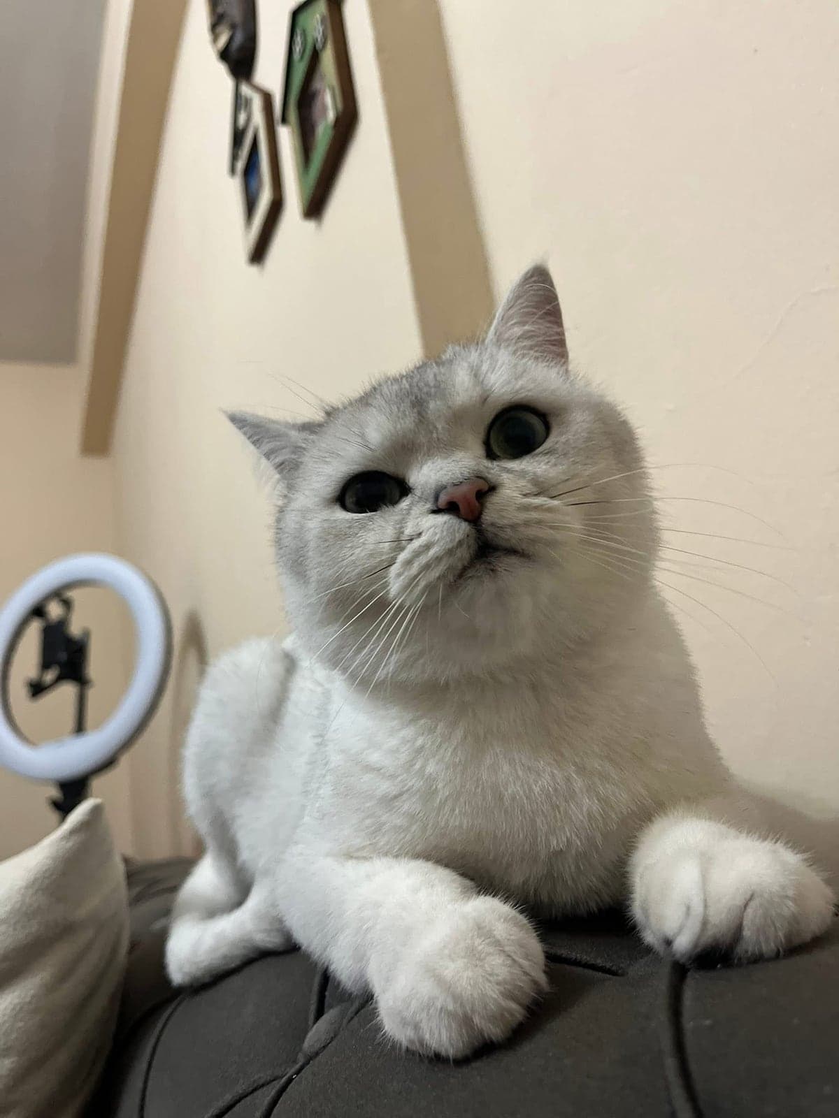 Leo British Shorthair Kedi, İstanbul