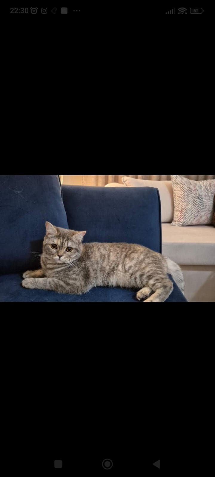 Şeker British Shorthair Kedi, İzmir