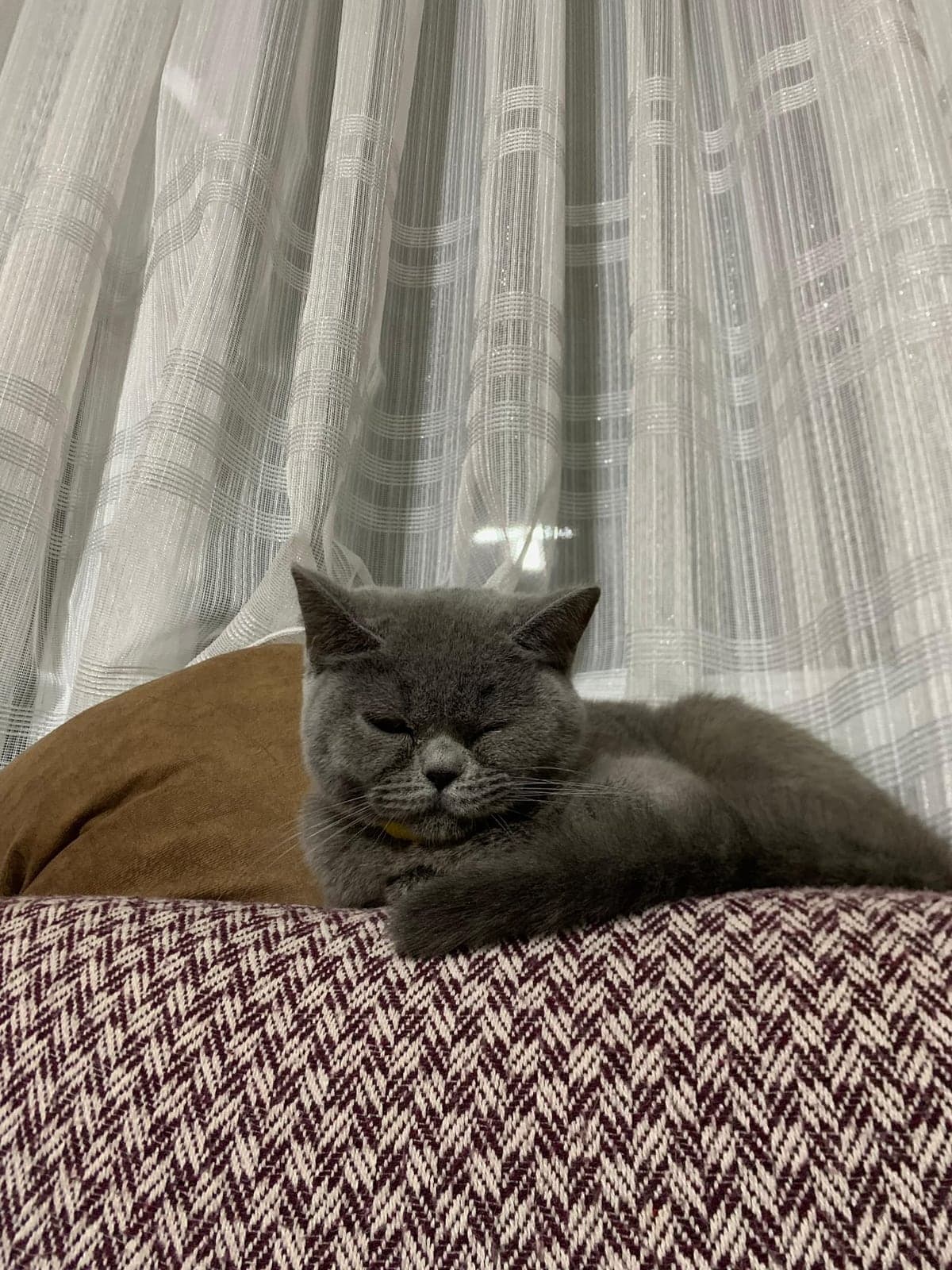 Duman British Shorthair Kedi, İzmir