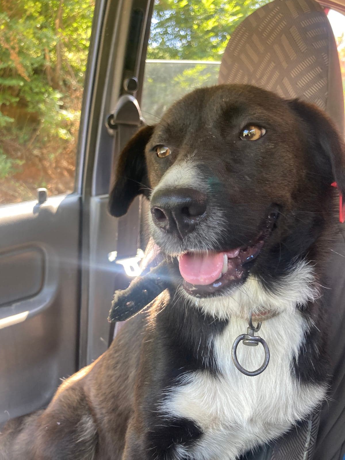 Köpek Bilmiyorum Köpek, Zonguldak
