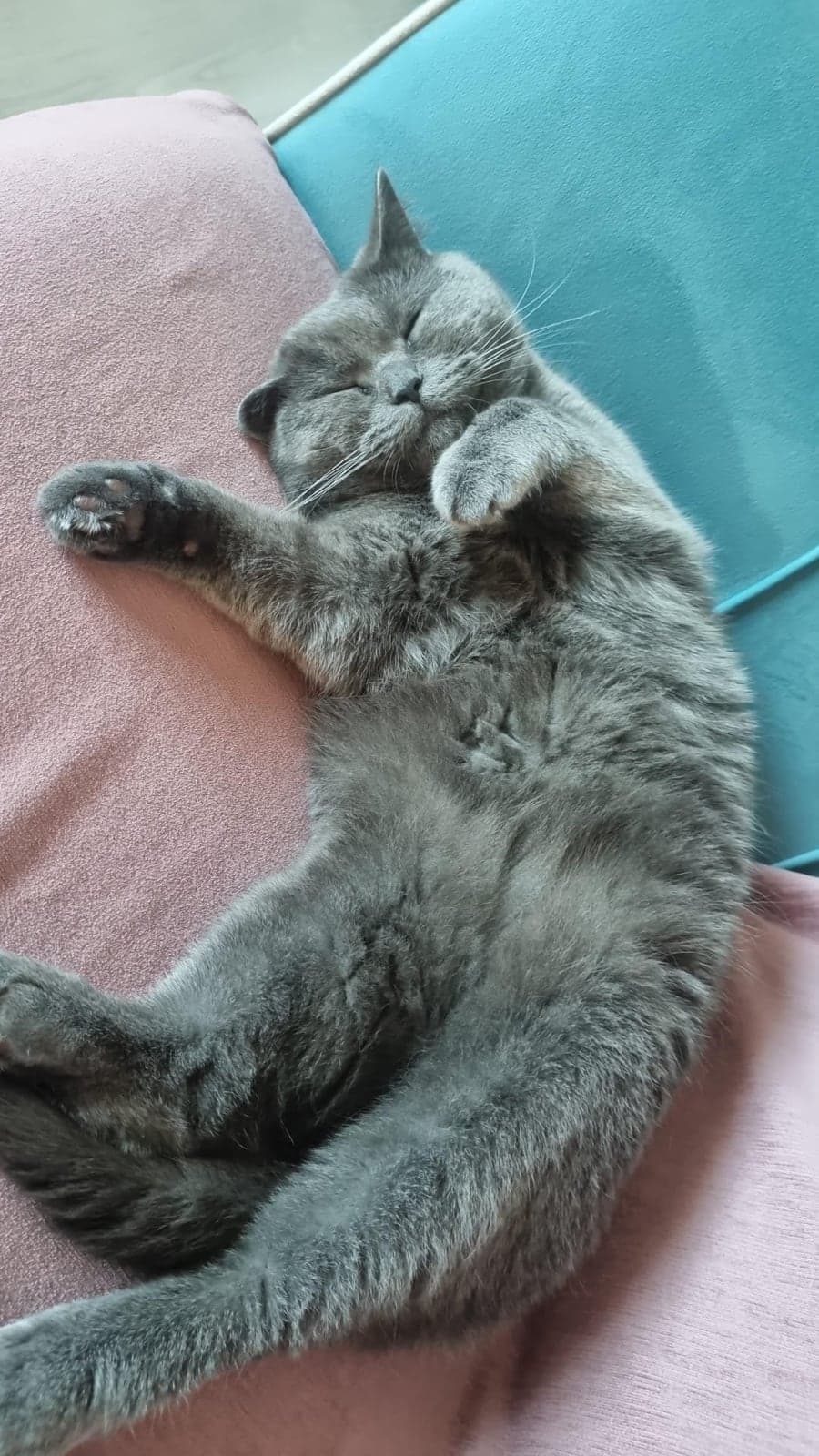 PAŞA British Shorthair Kedi, Ankara