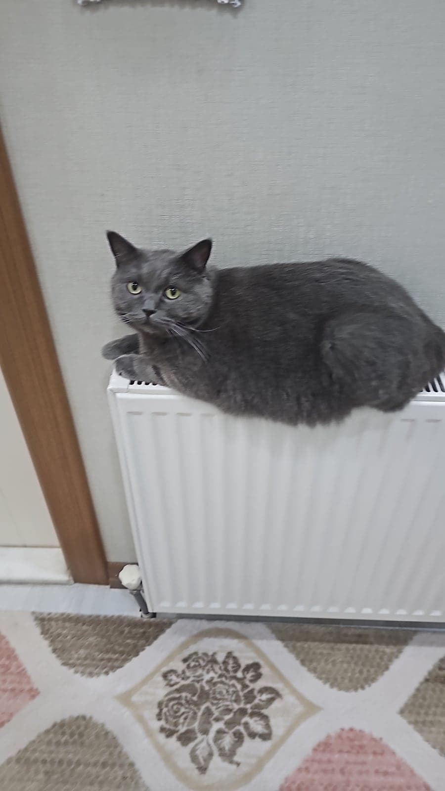 PAŞA British Shorthair Kedi, Ankara